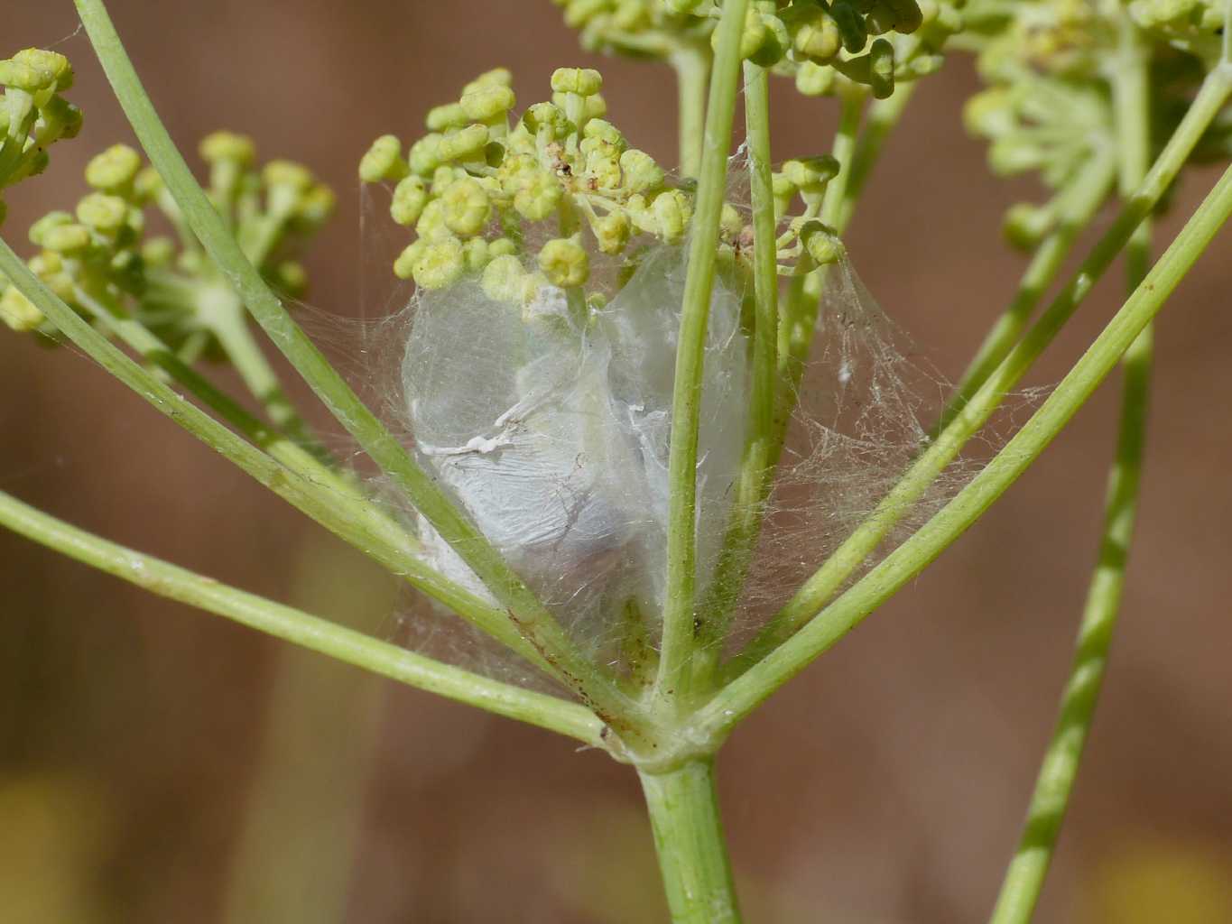 Cheiracanthium cf. pennatum - Santa Teresa Gallura (OT)